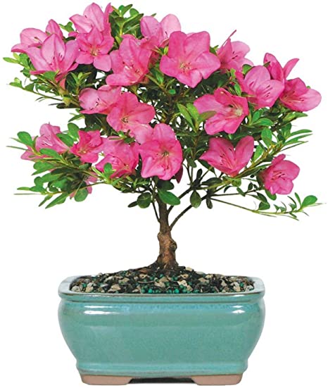 Brussel's Live Satsuki Azalea Outdoor Bonsai Tree - 5 Years Old; 6" to 8" Tall with Decorative Container