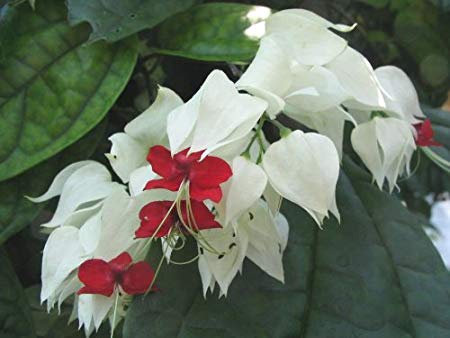 Live White Red Bleeding Heart Vine Plant Clerondendren thomsoniae Plant