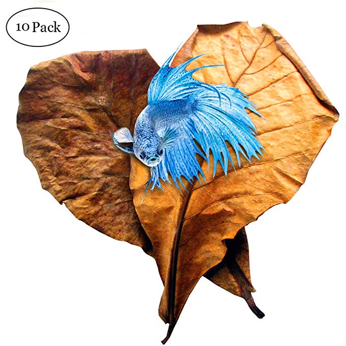 SunGrow Betta Leaves, 9 Inches Long, Induce Breeding and Boost Immunity, Reduce Stress, No Toxic Chemicals Added, for Playing and Hiding, Easy to Use, 10 Pack