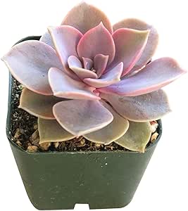 Echeveria Perle Von Nurnberg Succulent Purple Succulent Wedding Succulent | Wedding Gift Ideas | Best Succulent Gifts for Wedding (2 inch)