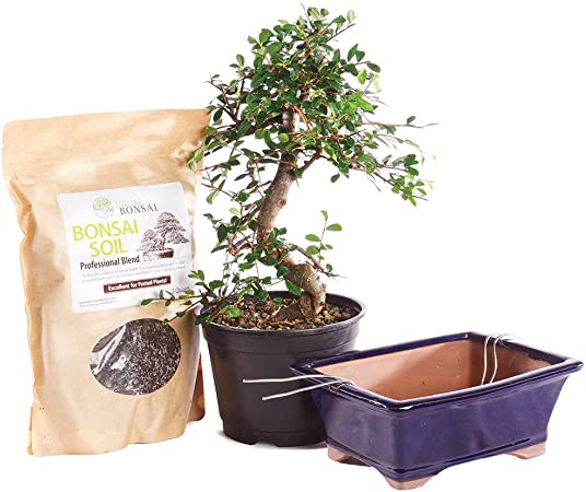 Brussel's Bonsai Live Chinese Elm Outdoor Bonsai Tree PIY Bundle-8 Years Old 8" to 10" Tall with Soil & Decorative Container, Medium, Blank