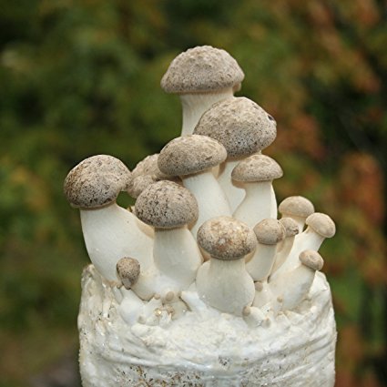 Root Mushroom Farm—King Oyster Mushroom Growing kit-3 pounds log