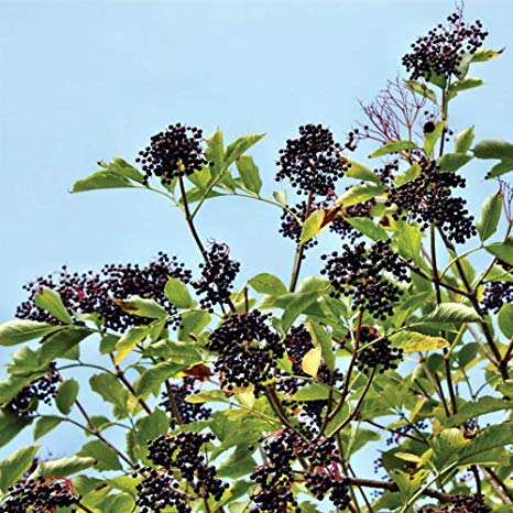 Nova Elderberry - EZ Start Potted Tree - 2 Years Old - 1½ - 3' Tall - Bottomless 4x4x10 Pot for a Quick and Strong Establishment