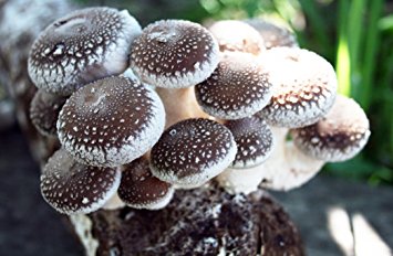 Root Mushroom Farm-Shiitake Mushroom Growing Kit-Starting Right Away