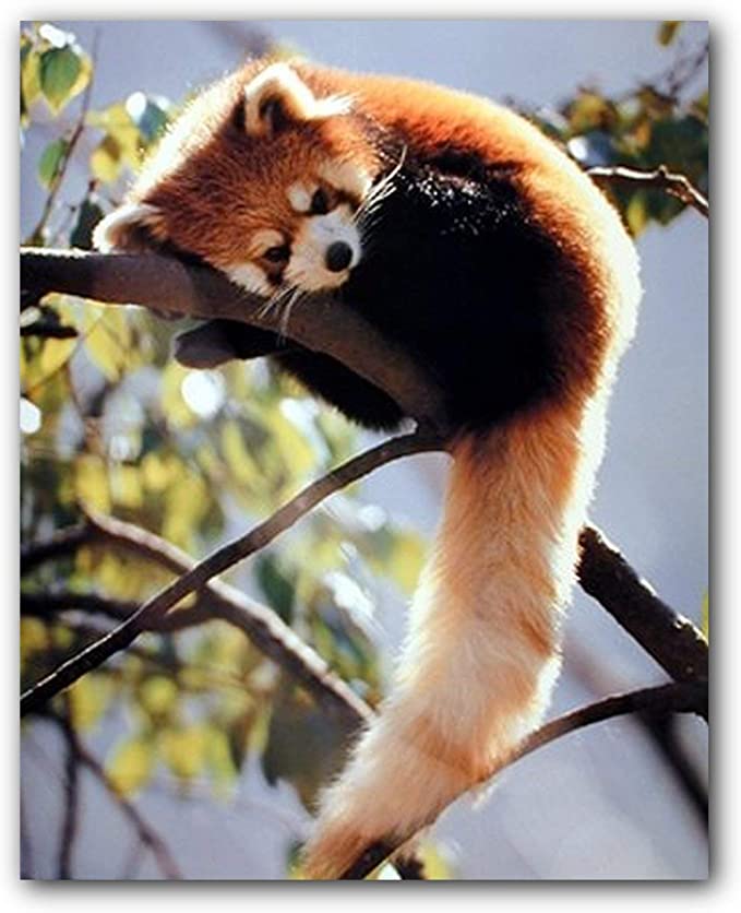 Red Panda Sitting on a tree Wildlife Wall Decor Animal Art Print Poster (16x20)