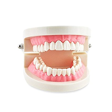 Doc.Royal Dental Teach Study Adult Standard Typodont Demonstration Teeth Model Flesh Pink