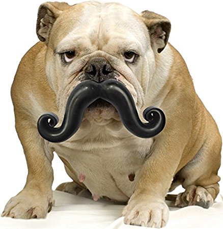 Moody Pet Humunga Stache - Large