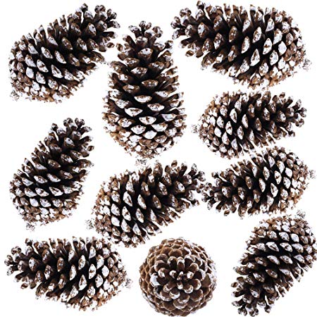 Supla 10 PCS Natural Pinecones Medium Frosted Pine cones Ornaments Real Preserved Pine Cones - Dried -3"- 4" TALL for Home Decor Christmas Winter Xmas