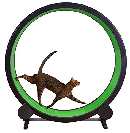 One Fast Cat Exercise Wheel - Green