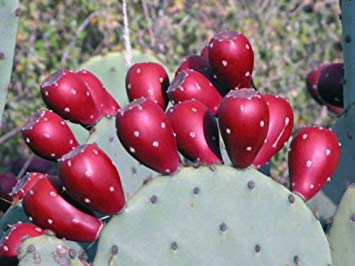 2 Winter Hardy Easy2Grow Spineless Prickly Pear Opuntia Cactus Pads - Ships FREE