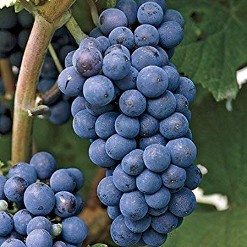 Heirloom Concord Grape Certified 10 Seeds #32009 Item UPC#637632549050