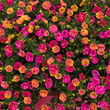 Earth Seeds Co 50 Pcs Petunia 'Mini Rosebud Romantic Peachy' Seeds,Pretty Rosebud Petunia,Weather Tolerant Flower Plants Seeds Highly Suitable for Patio, Terrace, Balcony and Smaller Garden beds