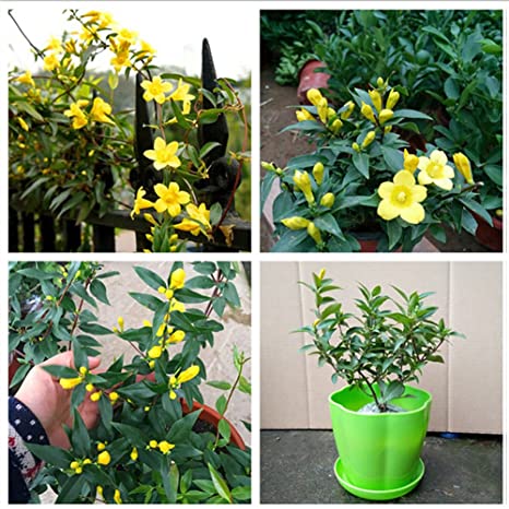 Seed 100Pcs Garden Yellow Jasmine Seeds Light Fragrant Potted Flower Blooming Plant