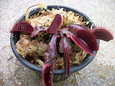 Adult Sized Red Dragon Venus Flytrap (Fly Trap) Carnivorous Plant 3 inch Pot