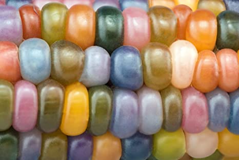 Glass Gem Indian Corn Seeds for Planting - 25  Seeds - Vibrant Translucent Kernels - Grown in Iowa - A Must Have!