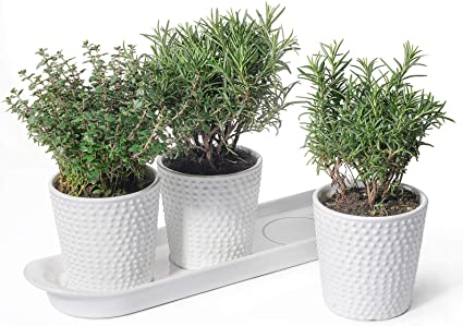 White Ceramic Herb Planter Pots - POTEY 056401 3.8 Inch Modern Vintage-Style Hobnail Textured Planters with Drainage Hole for Indoor Plants Succulent, 3 Pots & 1 Saucer (Plants Not Included)