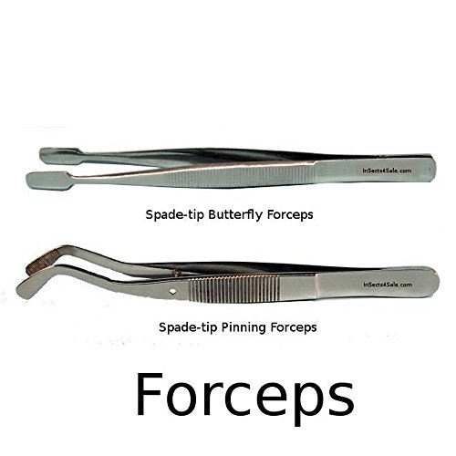 Insects4Sale Insect Pinning Forceps & Butterfly Forceps, Set of 2