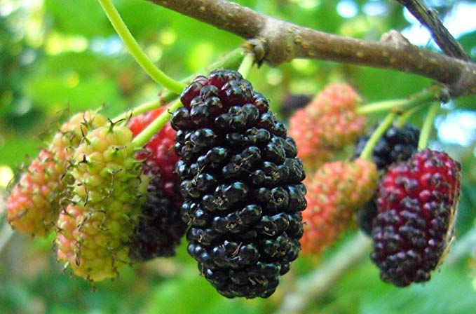 10 Red/Black Mulberry Tree Cuttings - Grow your own food for fun or function. Indoor/Outdoor Tree Plants - Organic Fruit Tree