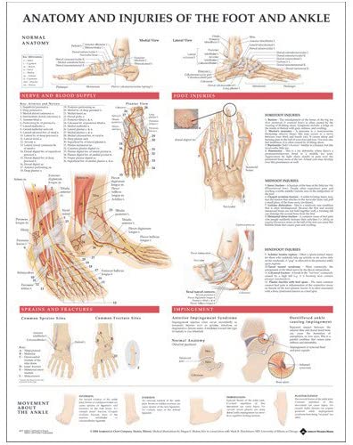 Anatomy and Injuries of The Foot and Ankle