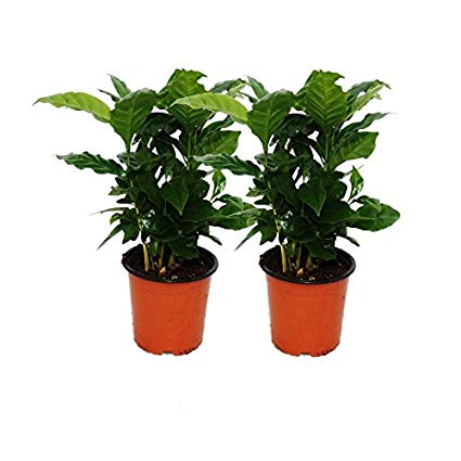 Coffee Plant (Coffea Arabica) 2 Plants