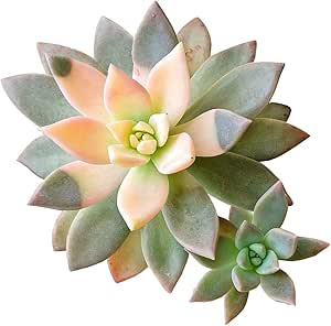 Variegated Ghost Plant Rare Succulent (2 inch   Clay Pot) - Live Healthy Unique Fully Rooted Succulents for Home Office Decoration