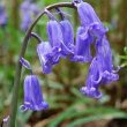 100 x English Bluebell Bulbs - Hyacinthoides Non Scripta - Grown from Cultivated Stock in Lincolnshire - Hardy Bulbs - FREE UK P & P