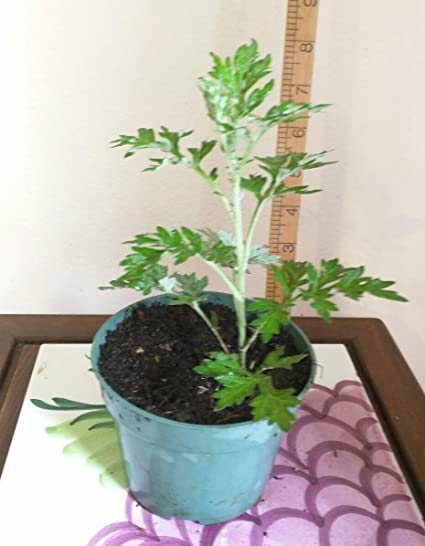 Live Plant Mugwort / Artemisia Argyi / Silvery Wormwood Herb 艾草 Ngải cứu