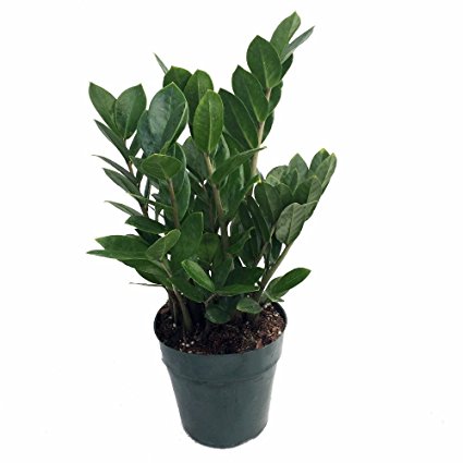 Rare ZZ Plant - Zamioculcas zamiifolia - Hardy House Plant - 6" Pot