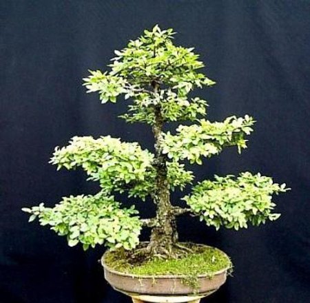 Chinese Elm Bonsai 25 Seed/Seeds - Ulmus parvifolia
