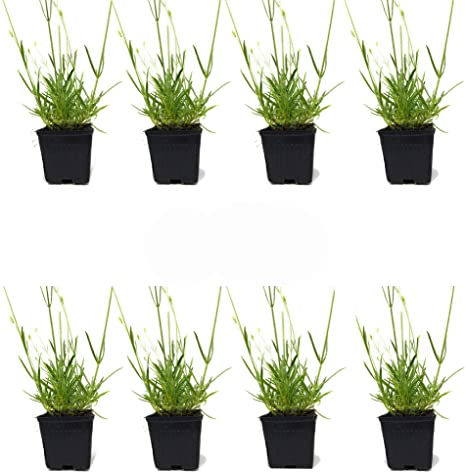 Findlavender - Lavender GROSSO (Dark Purple Flowers) - 4" Size Pot - Zones 4 - 11 - Bee Friendly - Attract Butterfly - Evergreen Plant - 8 Live Plants