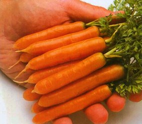 Carrot Little Finger Great Heirloom Vegetable 2,000 Seeds By Seed Kingdom