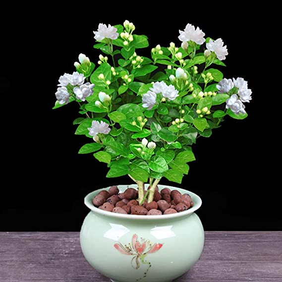 White Jasmine Tree Perfume Live Perfect Plants seedlings for Outdoor and Indoor Easy to Plant Home and Garden(No Pot Include)