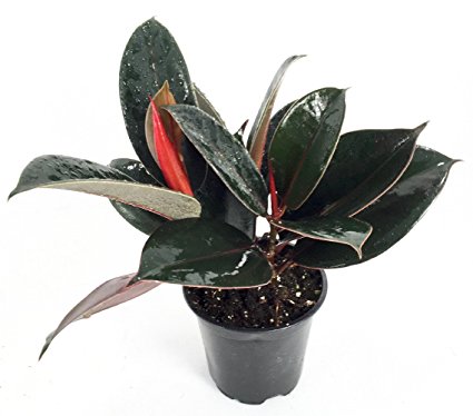 Burgundy India Rubber Tree Plant - Ficus - An Old Favorite - 4" Pot