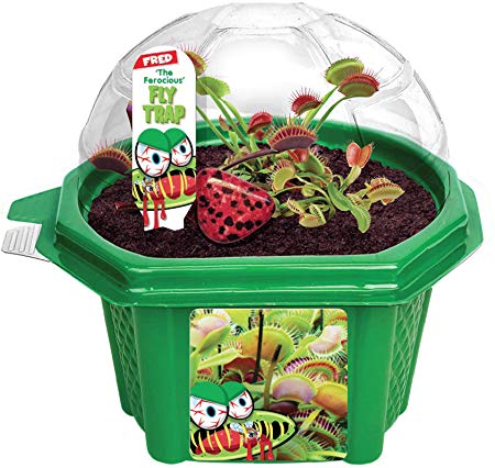 Grow Your Own Venus Fly Trap - Fun and Easy to Grow Franki"The Ferocious" Fly Trap - Kids Terrarium Kit to Grow Bug Eating Plants - Includes Everything Needed to Grow These Specialized Plants