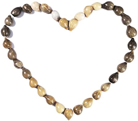 BrightTea® Job's Teardrop Beads Natural or African Zulu Grey Seeds pkg of 50p