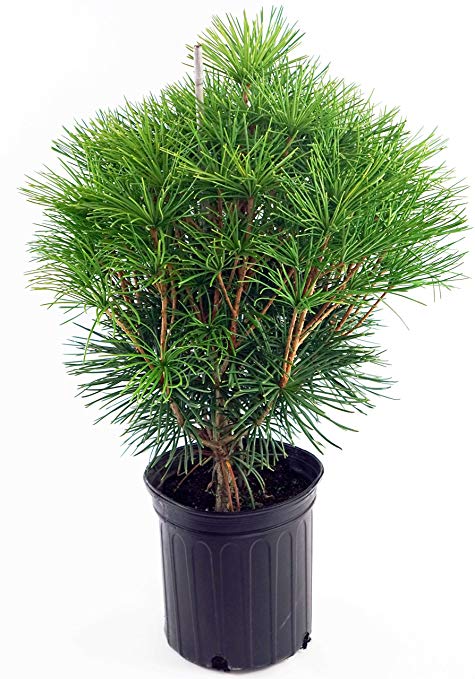 Sciadopytis verticillata (Japanese Umbrella Pine) Evergreen, #2 - Size Container