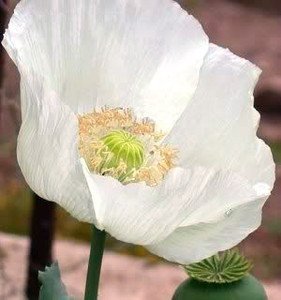 500 Persian White Poppy Seeds / Currently Buy One Get One Free/