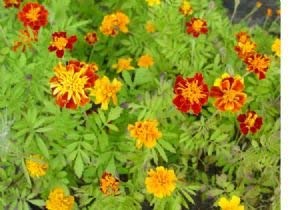 French Marigold Flower Seeds - 1,000 Flower Seeds in Each Packet