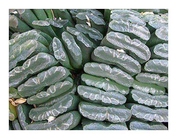 Haworthia truncata - succulent - 10 seeds