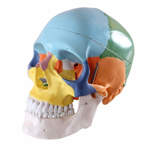 S24.2134 Colored Human Skull, 3 parts, 22 bones colored