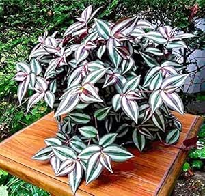 5 Tradescantia Zebrina Plant Cuttings for Planting Indoor, 4 Inc to 6 Inc Tall, Tradescantia Zebrina Plant - Easy to Grow Wandering Jew