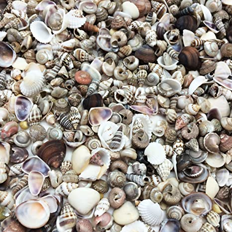 PEPPERLONELY Extra Tiny Mix Sea Shells, Very Small & Clean, 8 OZ Apprx. 1600  PC Shells, 1/4 Inch ~ 1/2 Inch