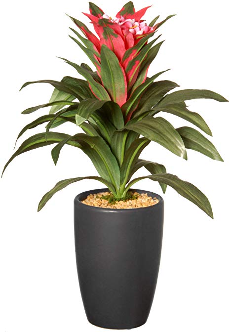 National Tree Guzmania with Flowers Plant, 13", Multi