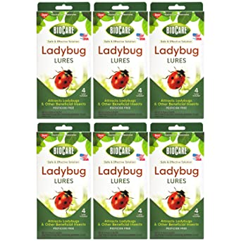 Enoz BioCare Ladybug Lures - 4 Ladybug Pheromone Lures (Pack of 6) - Attracts Ladybugs and Other Beneficial Garden Insects - Great for Killing Green Peach Aphids that Attack Roses