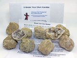 Dancing Bears Brand - 8 Large Break Your Own Geodes in a White Box with Educational Information and Insturctions