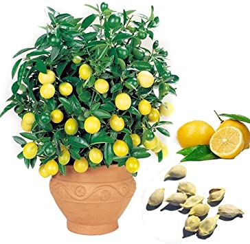 Seed 10 Pcs Rare Lemon Tree Seeds Indoor Balcony Outdoor Garden Fruit Potted Plant