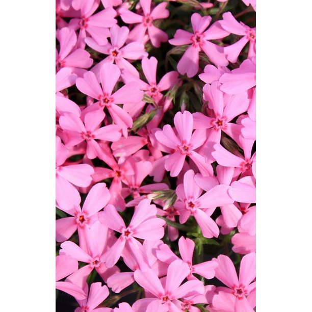 Early Spring Light Pink Creeping Phlox Perennial - Quart Pot