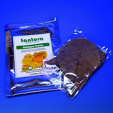 10pcs 4”~7” Tantora Catappa Leaves Grd A Indian Almond Leaf KETAPANG Aquarium