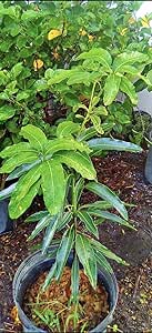 Mango tree Dwarf Medium Size, Organic Starter Plant Mango Tree Grafted, Green