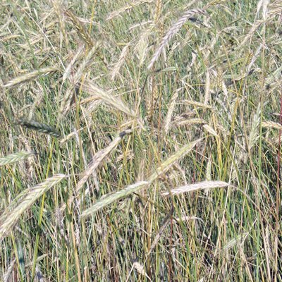 Winter Rye Grass Seeds - 20 LBS by American Meadows